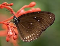 Butterfly1