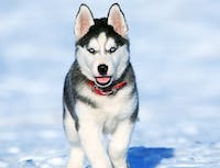 Husky1