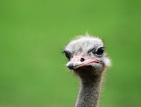 Ostrich1